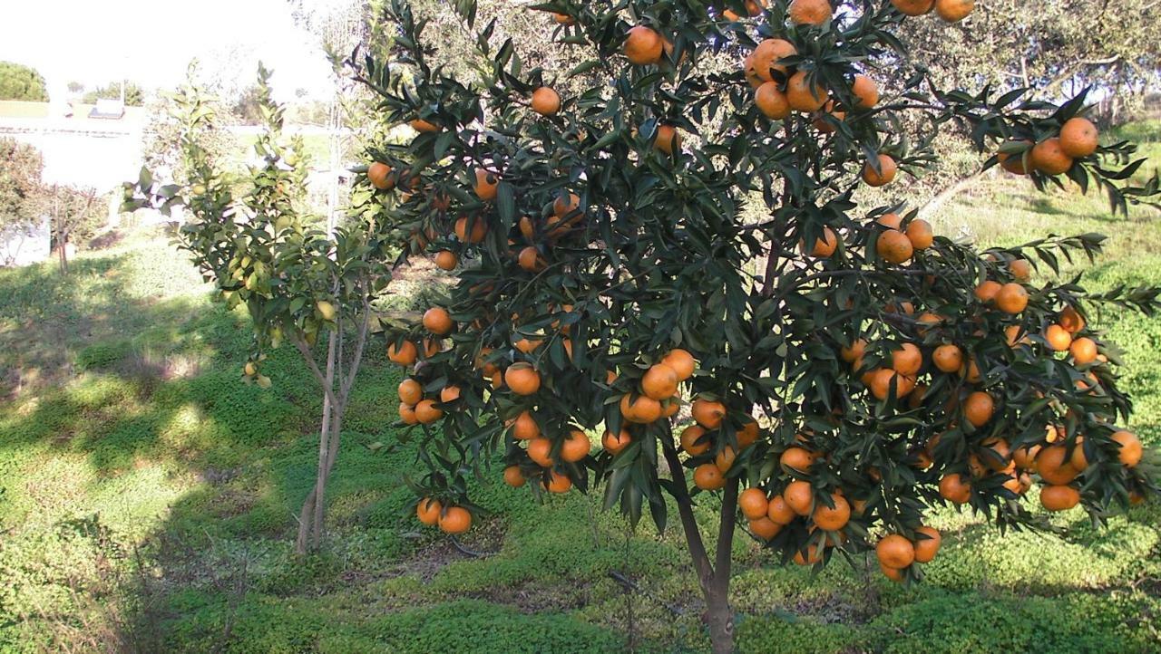 Monte Azinheiras *